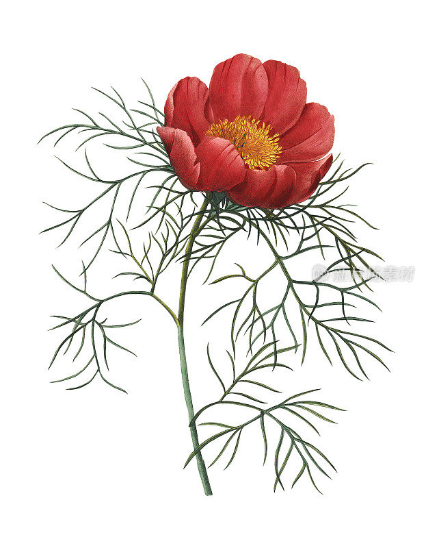 赤芍(Paeonia tenuifolia) | Redoute花卉插图